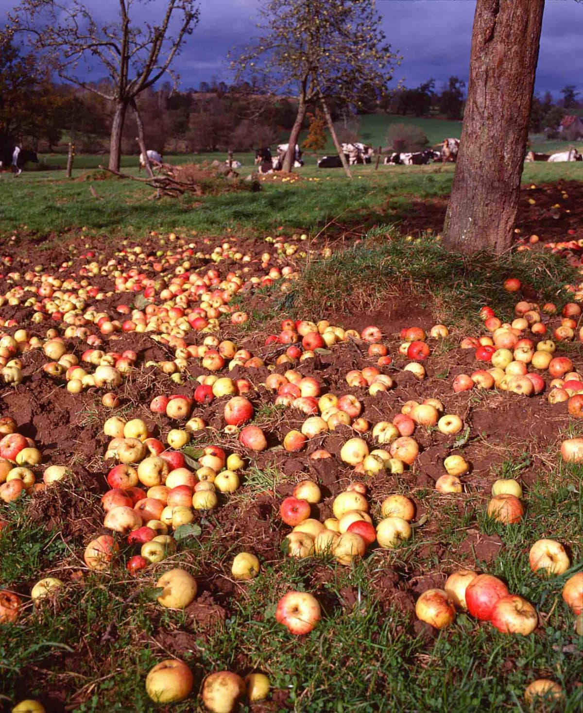 Rachecourt juice, artisanal apple juice in Belgium - 2