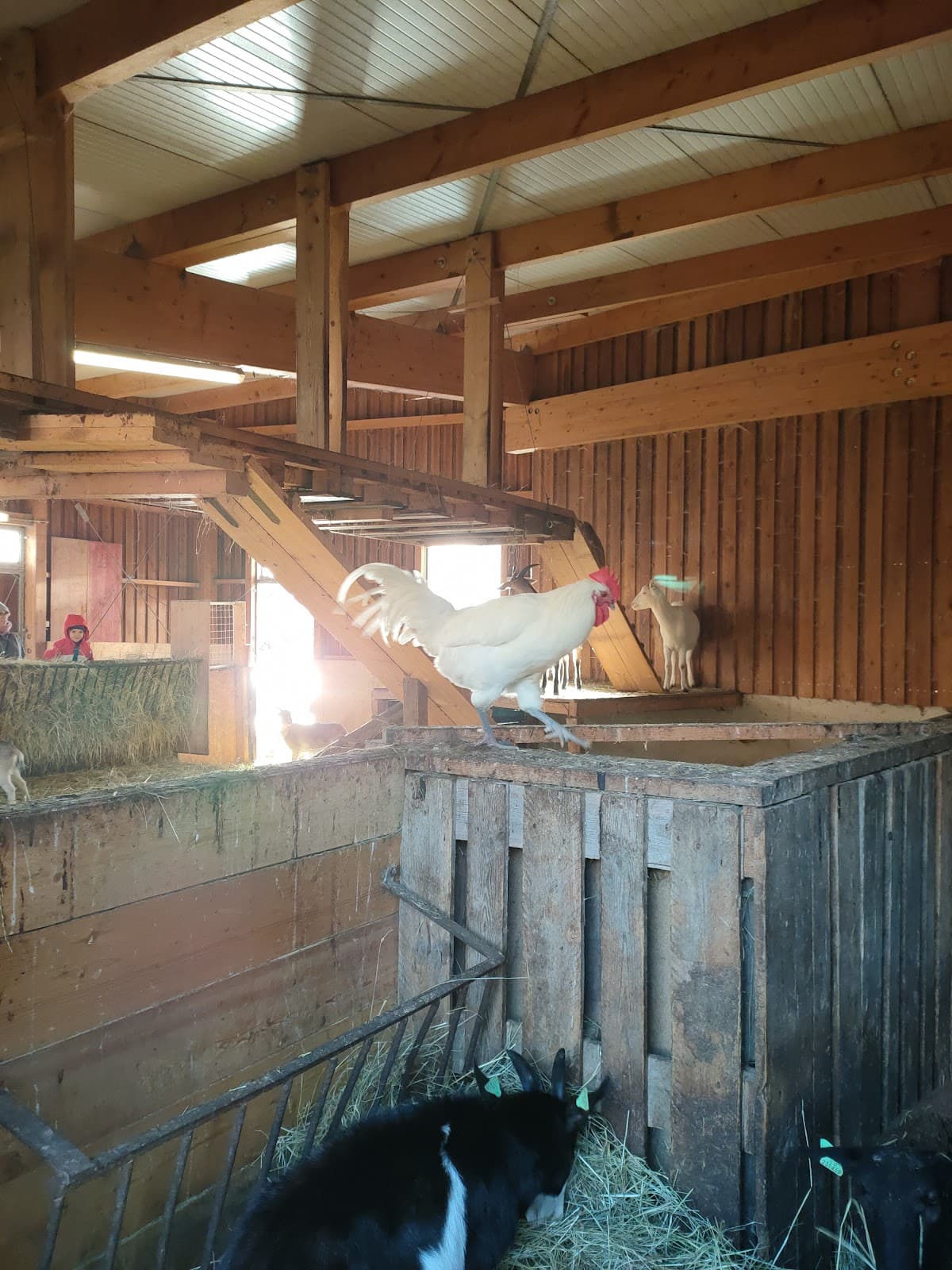 Meat, milk and potatoes of the farm - 7