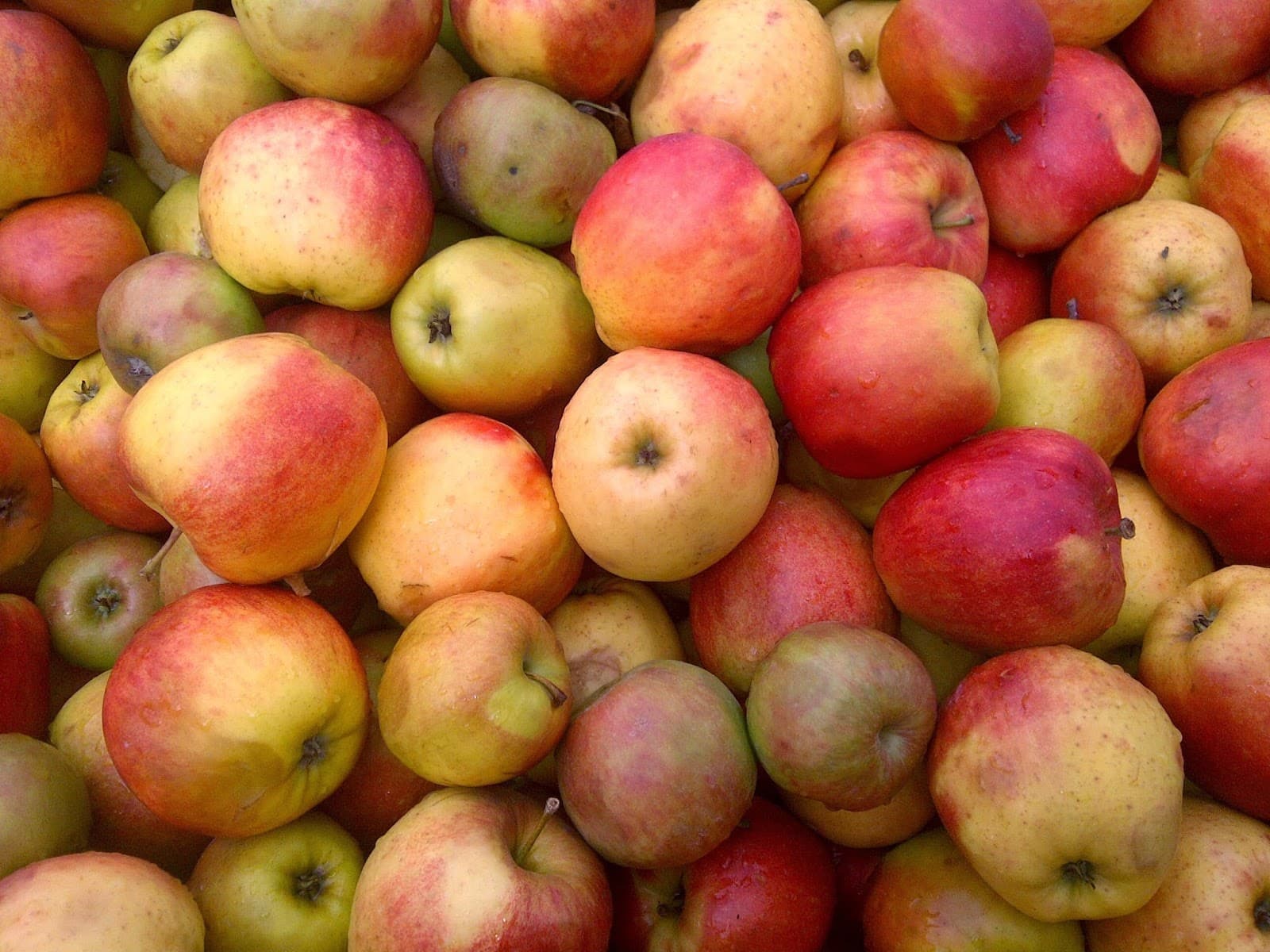 Rachecourt juice, artisanal apple juice in Belgium - 4