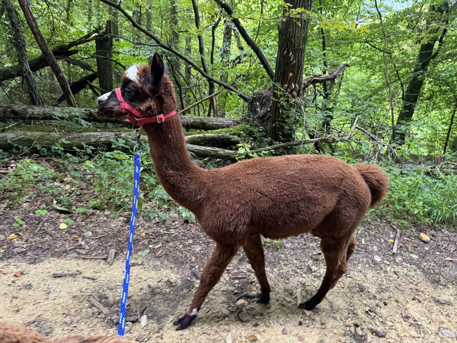 Is an alpaca a very hairy donkey? - 6