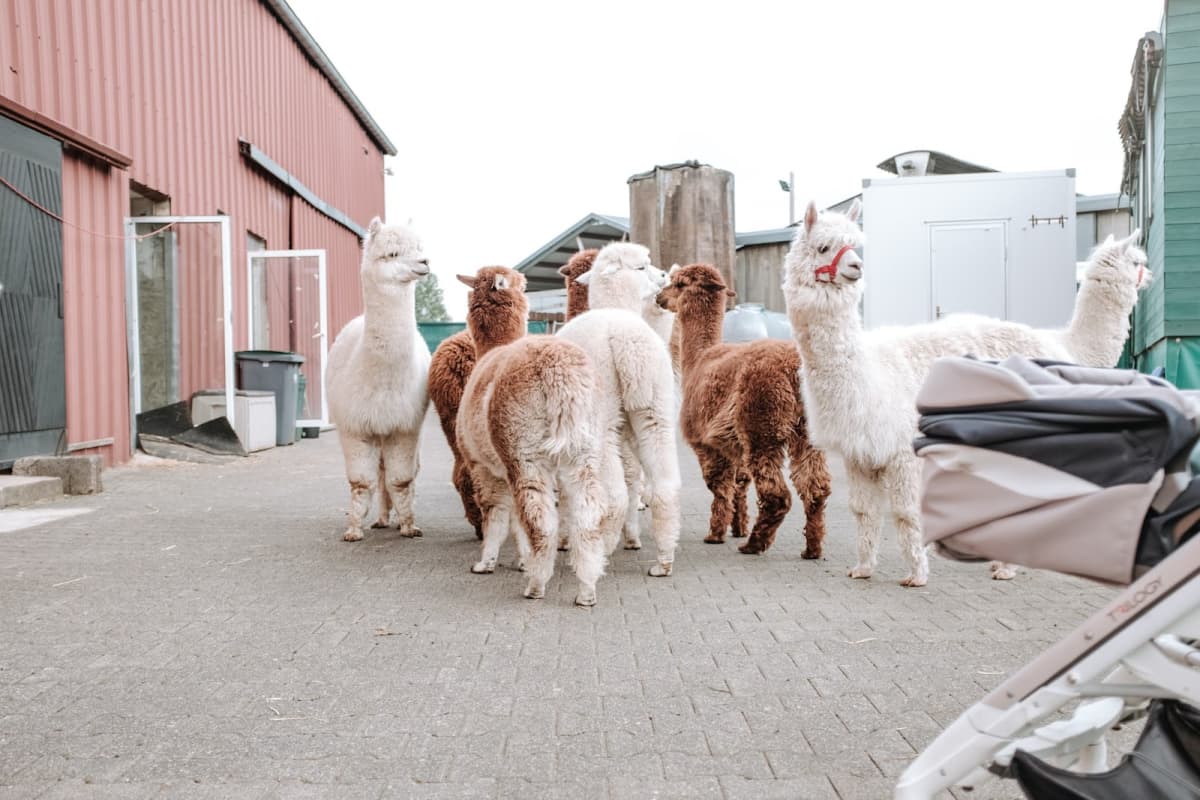 Is an alpaca a very hairy donkey? - 10