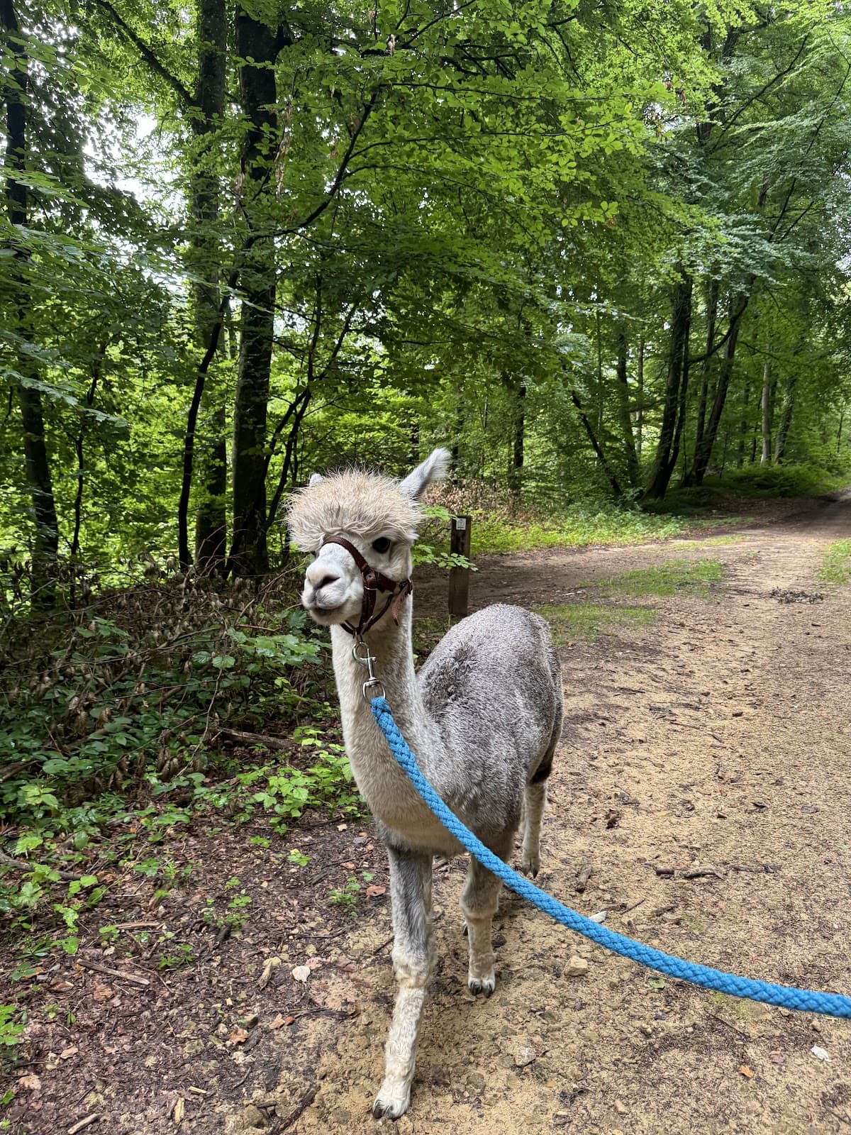 Is an alpaca a very hairy donkey? - 9
