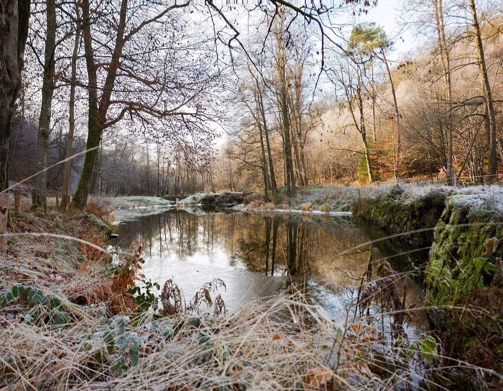 Natural - 6