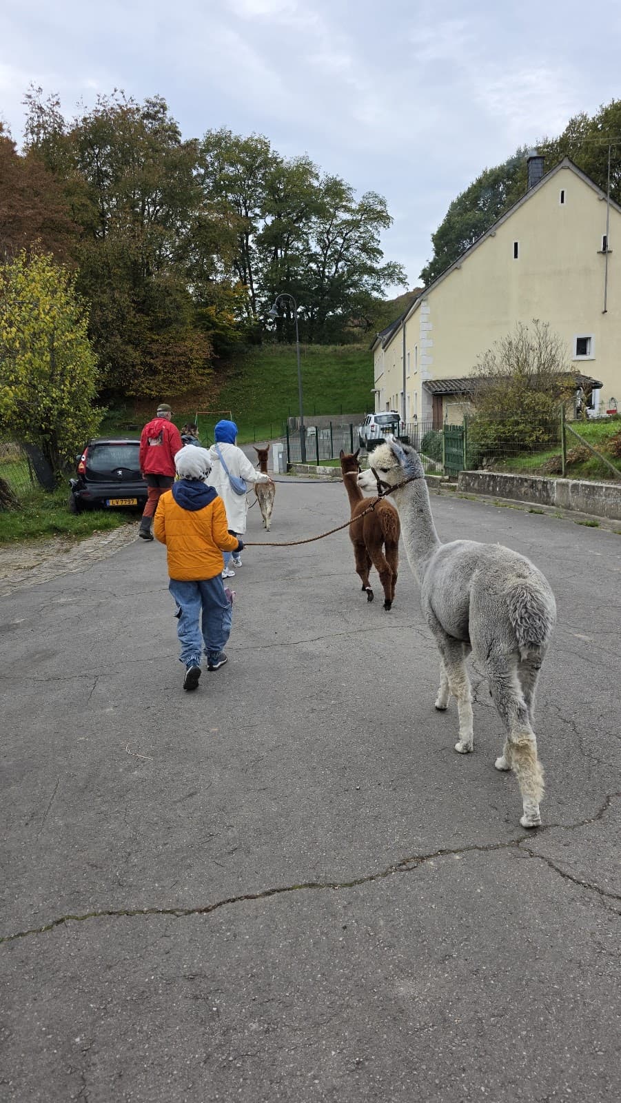 Is an alpaca a very hairy donkey? - 11