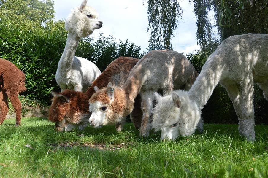 Is an alpaca a very hairy donkey? - 4