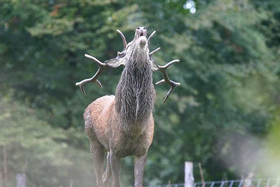 Écoute respectueuse du brame du cerf
