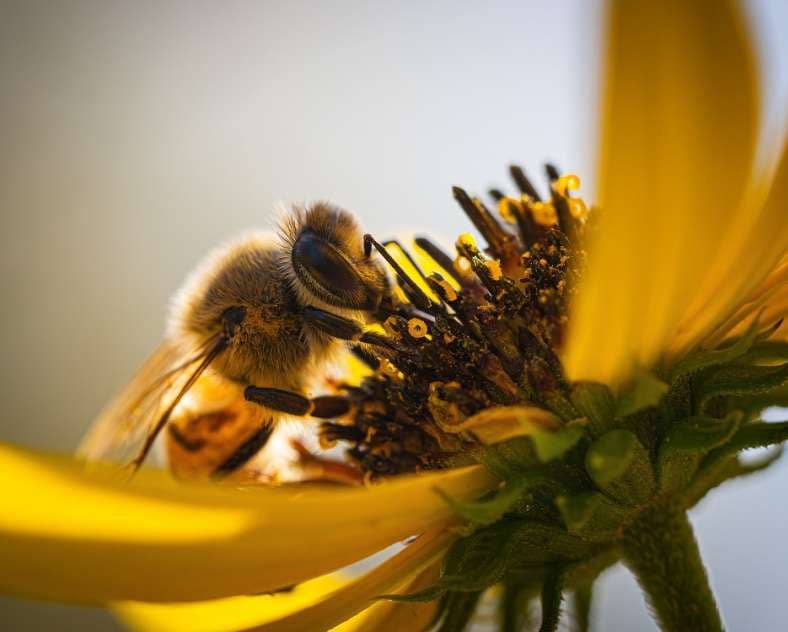 Rendez-vous du miel et des abeilles