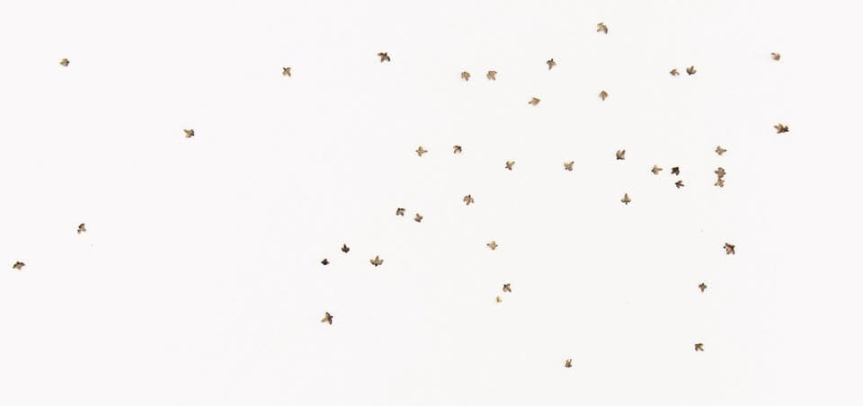 Murmurations