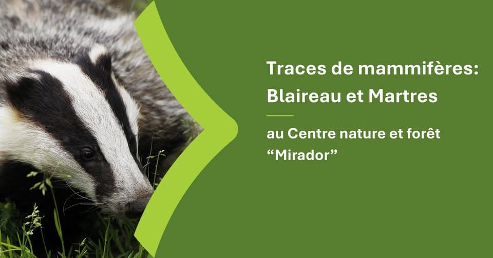 Traces de mammifères : focus sur le blaireau et la martre