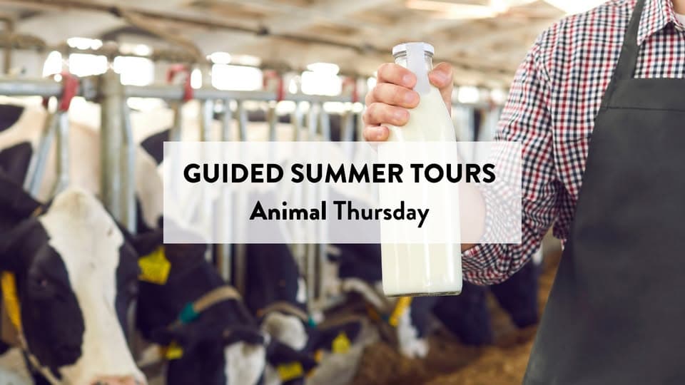 A farm adventure for the whole family in Iewerleng