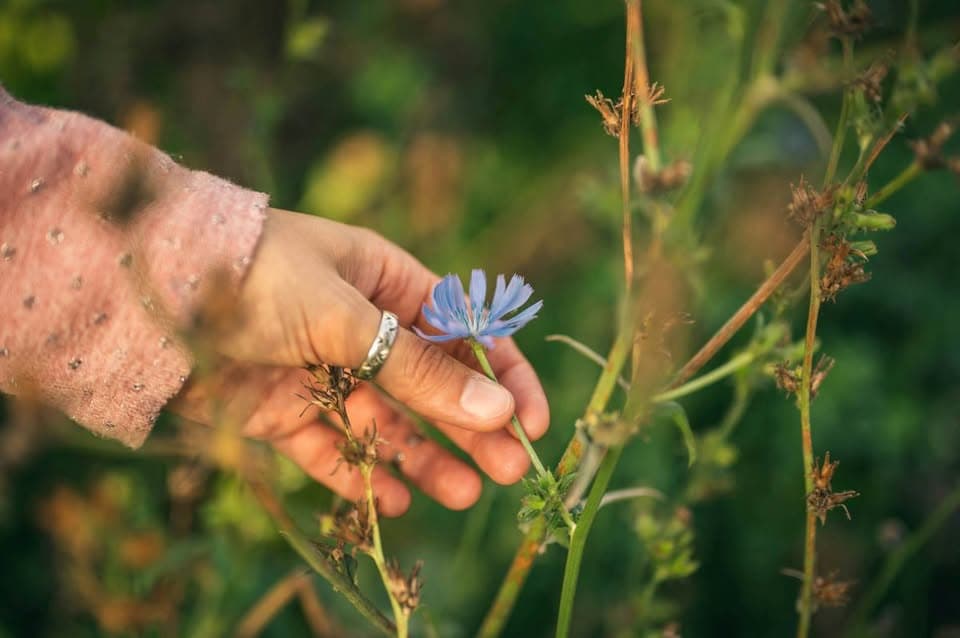 Discovering Wild Plants: Edible, Medicinal, and Weaving Plants