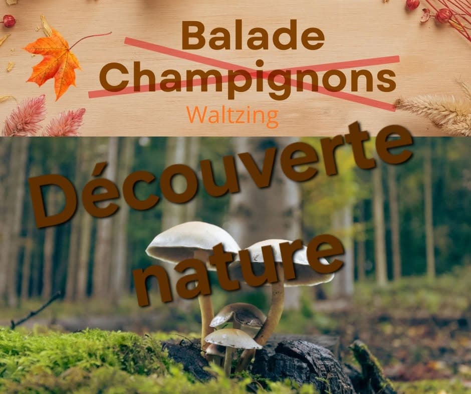 Nature discovery walk