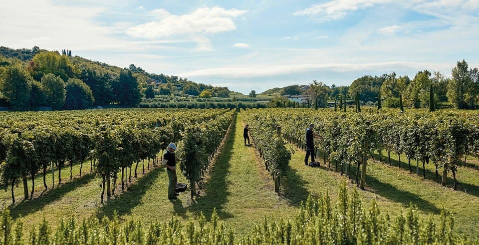 Wine and delicatessen tasting at Va Sano in Junglinster