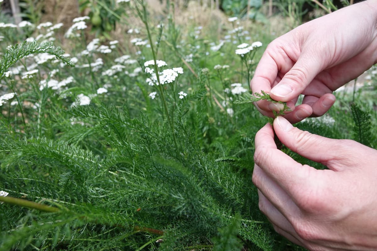 Accessible à tous – Randonnée aux herbes sauvages et dégustation
