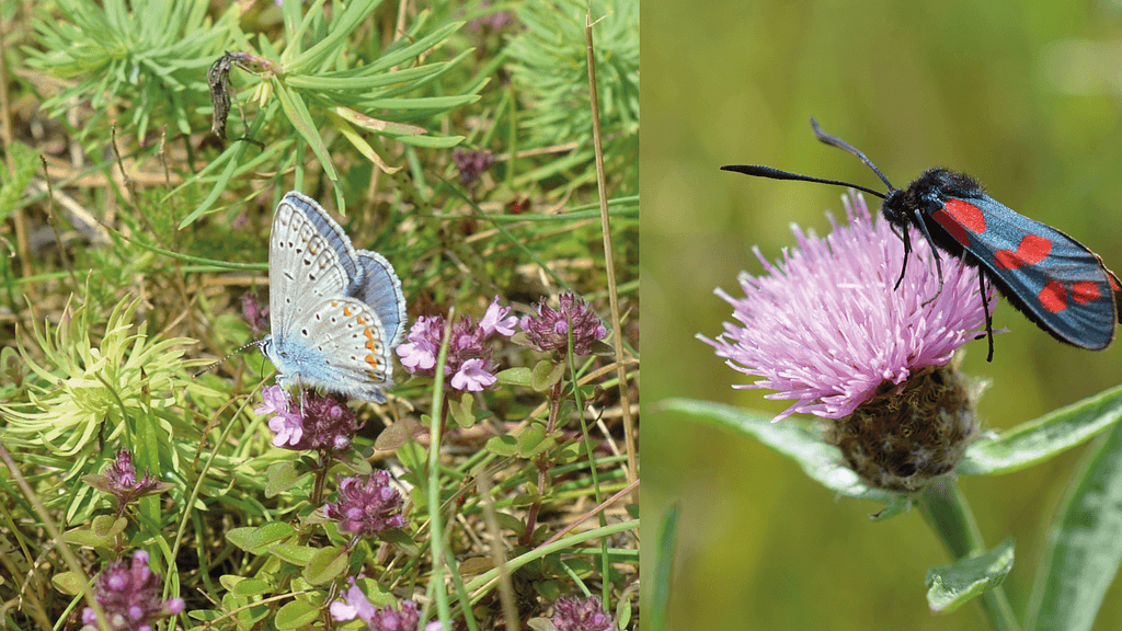 Arboretum Kirchberg - Multicolored Diversity in the Meadow