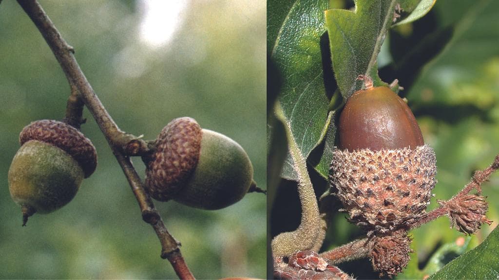 Arboretum Kirchberg - Fruits et semences
