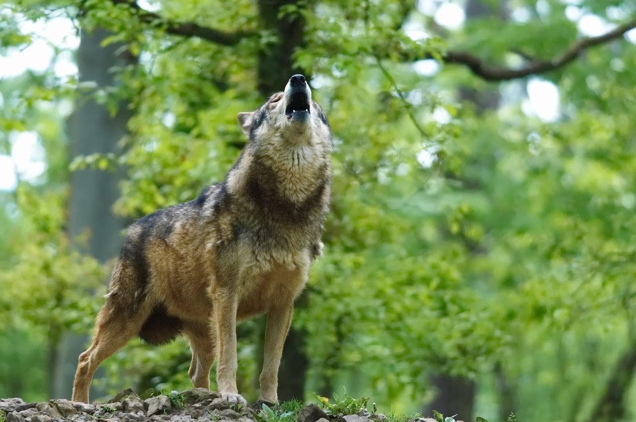 Wolf stories explained to children