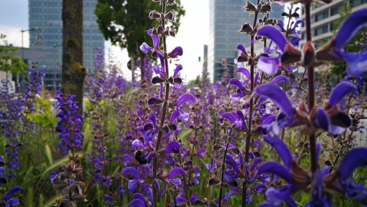 Herbal walks to discover the medicinal plants in Parc Central