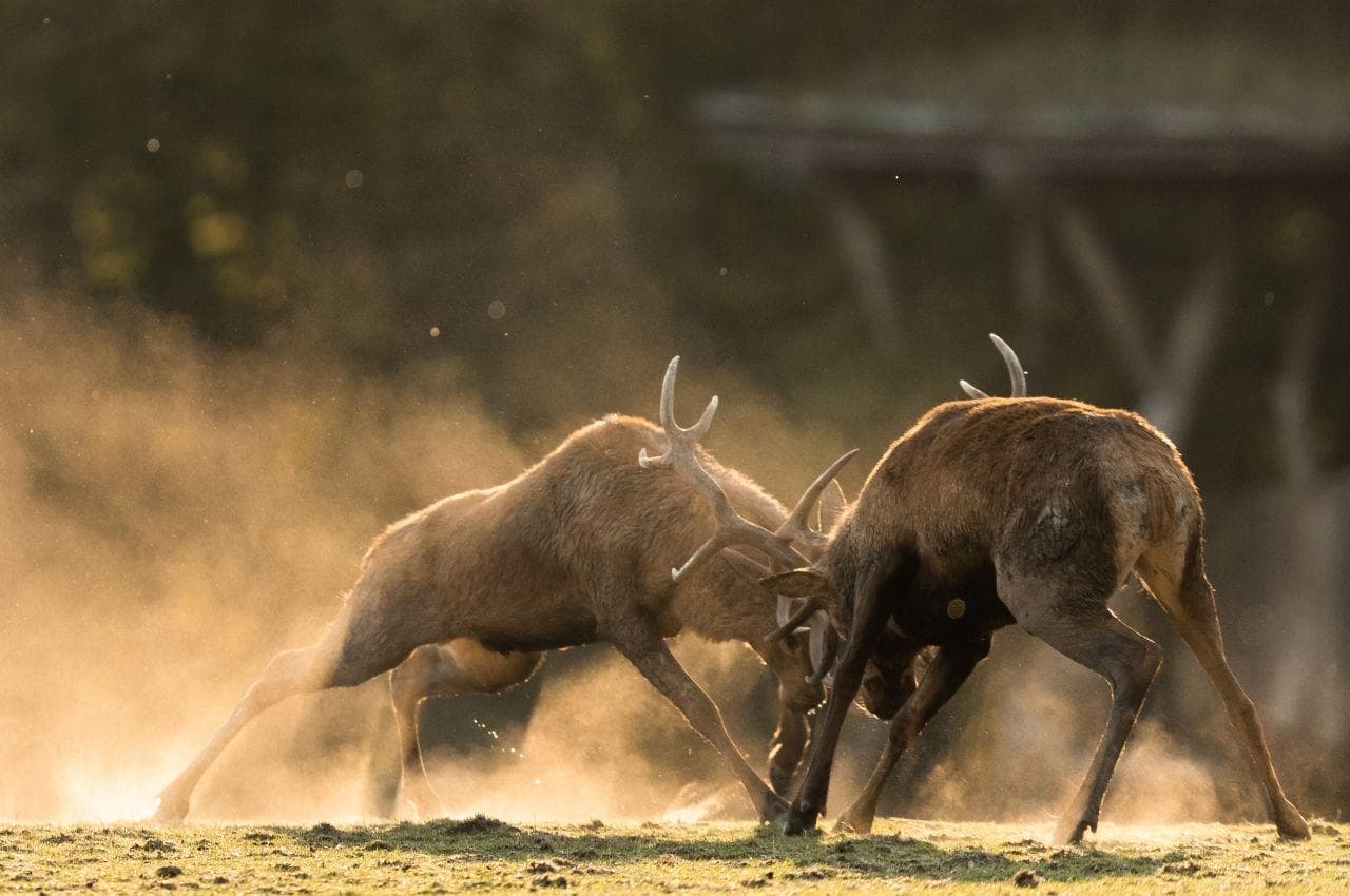 Deer Rut Explained to Children