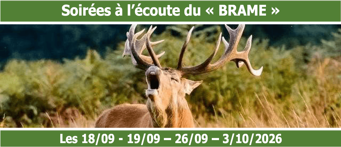 Soirées à l'écoute du "brame" : Soirée « tout en forêt »