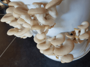 I Grow My Own Mushrooms – Workshop