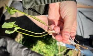 Walk to discover edible and medicinal plants