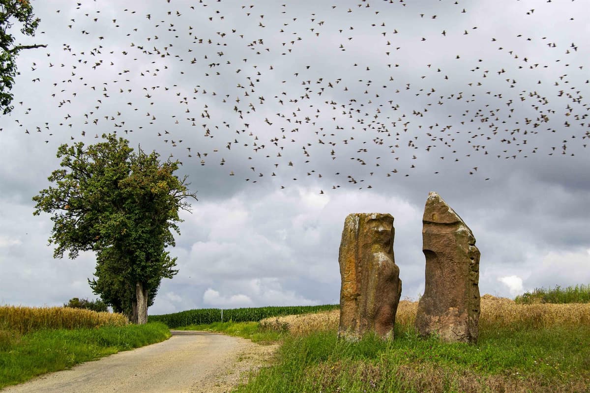 Course nature et marche nordique - Fête des Menhirs
