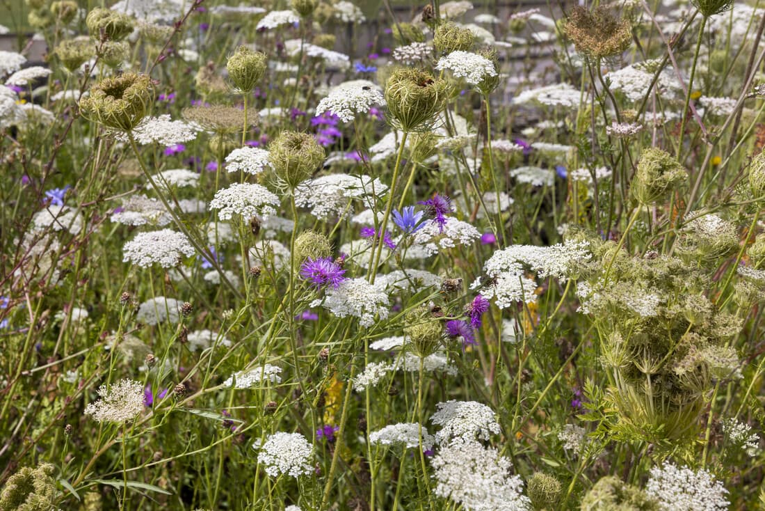 Jardin naturel : créer une prairie de fleurs sauvages