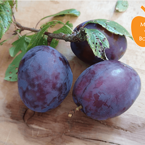 Plum Festival in Larochette