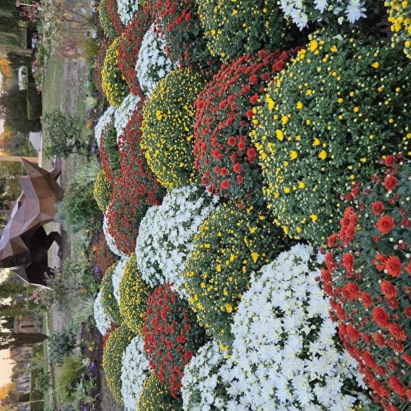All Saints' Day Flower Market