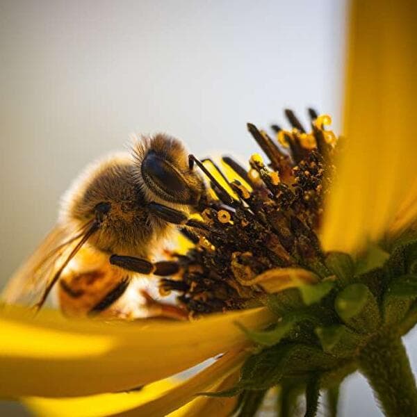 Rendez-vous du miel et des abeilles