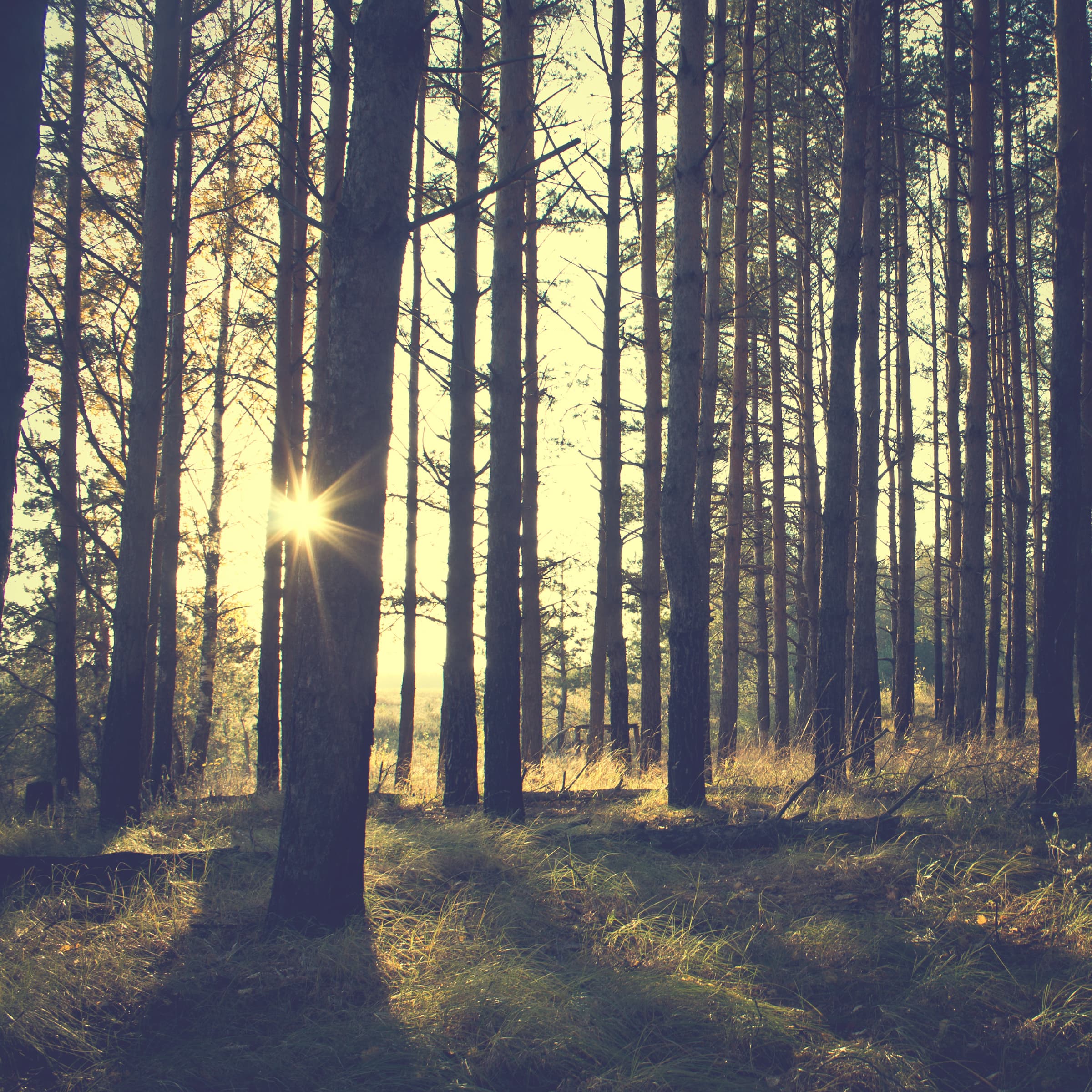 Guided hikes on the Sentier des Passeurs in Troisvierges