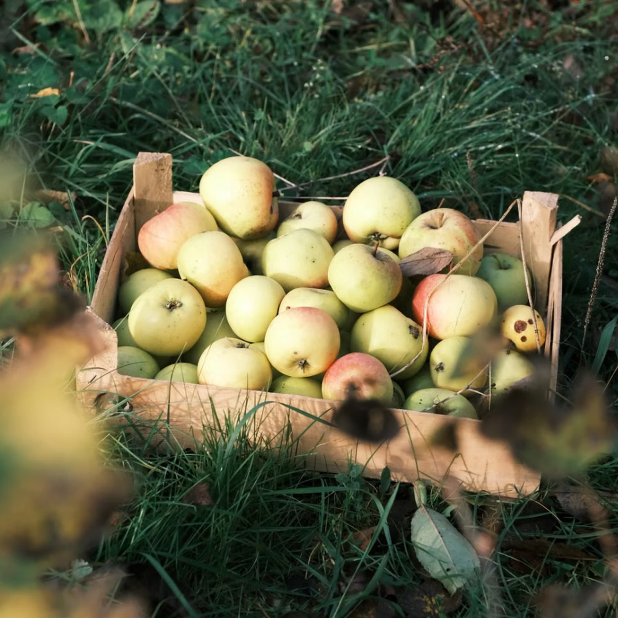 Tout Rachecourt dans les pommes