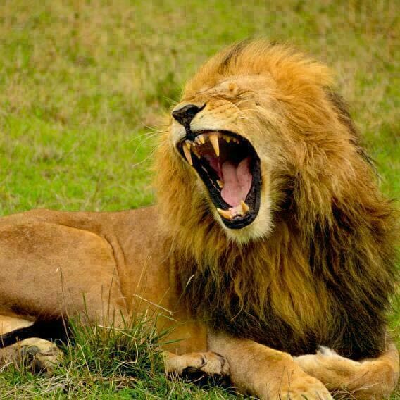 Visite Carnivore