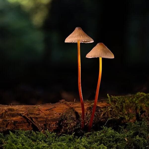 Nature Photography Workshop: Stage Your Mushrooms!