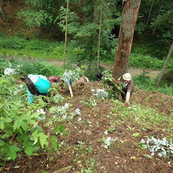Action Himalayan Balsam