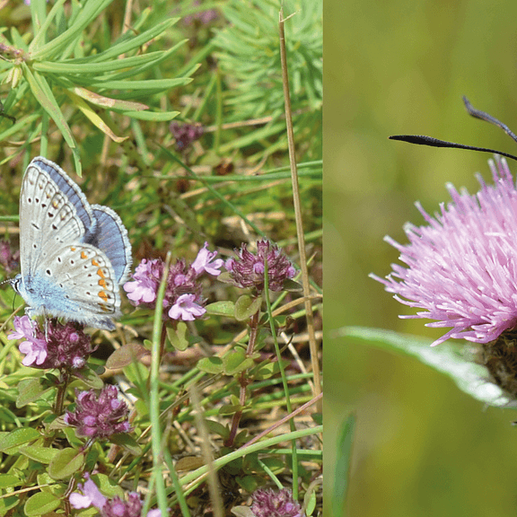 Arboretum Kirchberg - Multicolored Diversity in the Meadow