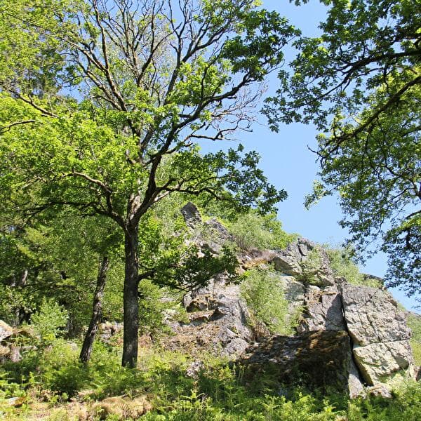Balade guidée : La Roche à l'appel