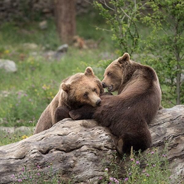 Tracking the Great Predators