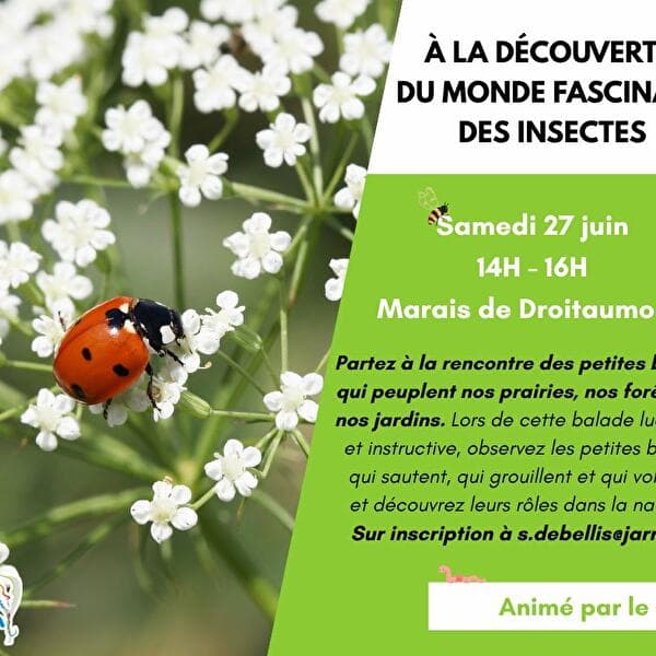 Animation environnement - À la découverte du monde fascinant des insectes