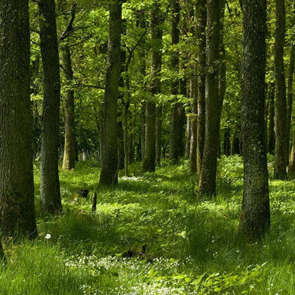 Forest Bath – Find Calm, Recharge