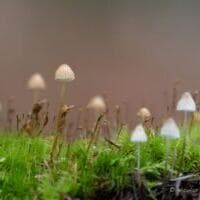 Staging Mushrooms – Photo Workshop
