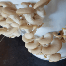 I Grow My Own Mushrooms – Workshop