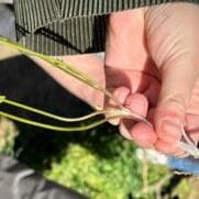 Walk to discover edible and medicinal plants