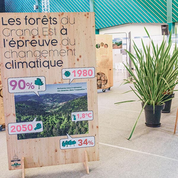 Les forêts du Grand Est face au changement climatique