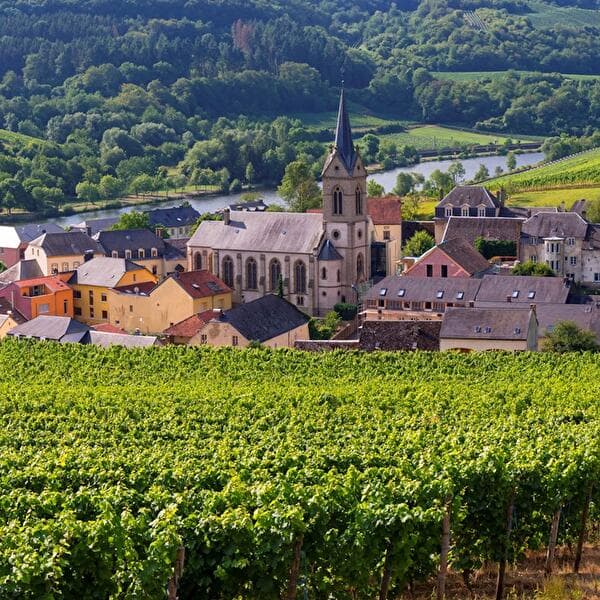 Apéritif dans les vignes et déjeuner dans les caves à vin