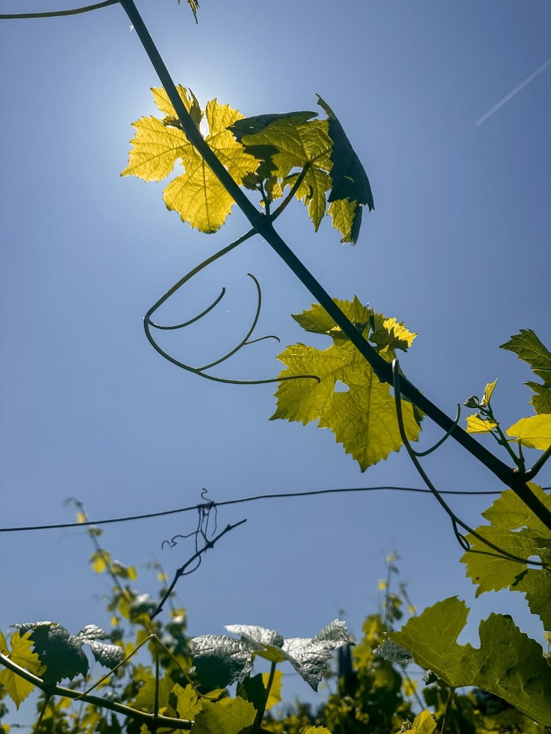 Domaines Vinsmoselle : visites, dégustations et caves au Luxembourg - 2