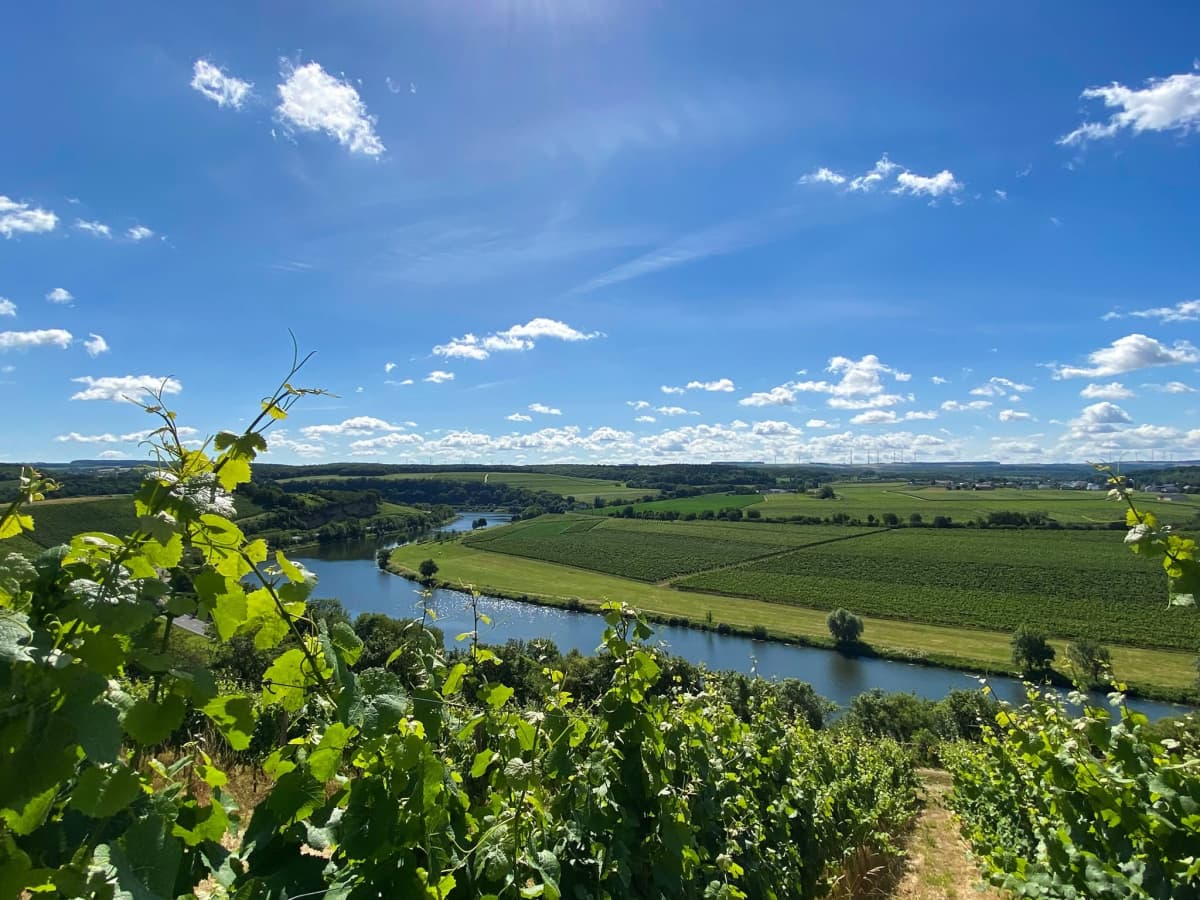 Domaines Vinsmoselle : visites, dégustations et caves au Luxembourg - 4