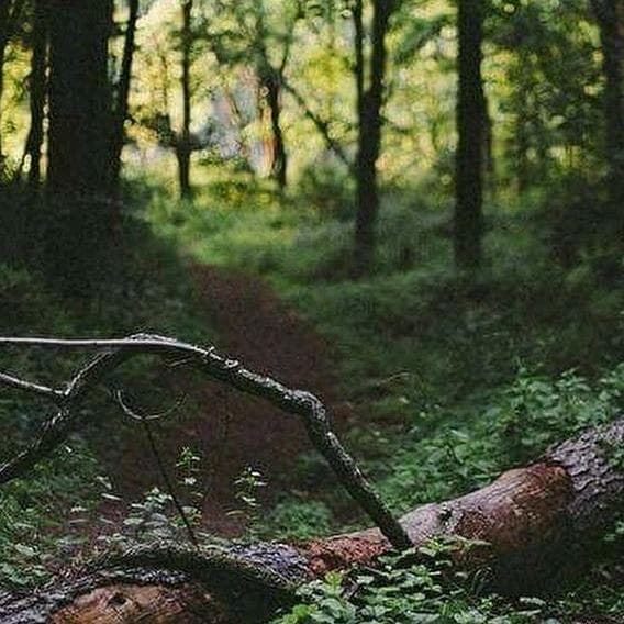 Promenons-nous dans les bois
