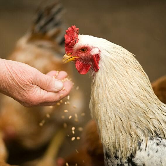 Hey vlà les poulets